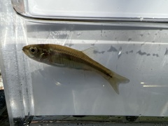 Chrosomus neogaeus
