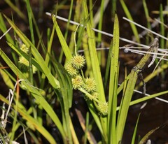 Sparganium americanum
