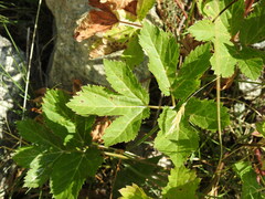 Peucedanum ostruthium