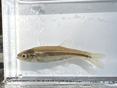 Chrosomus neogaeus