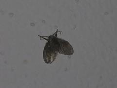 Clogmia