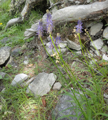Phyteuma betonicifolium