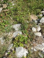 Peucedanum ostruthium