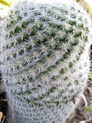 Mammillaria albilanata
