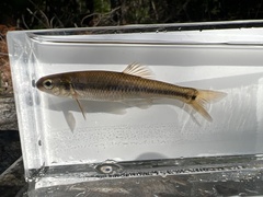 Pimephales notatus