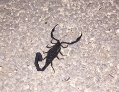 Centruroides caribbeanus