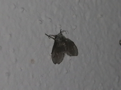 Clogmia