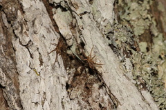 Anyphaena accentuata