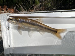 Pimephales notatus