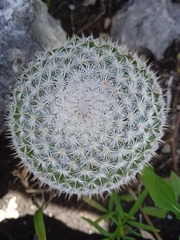 Mammillaria albilanata