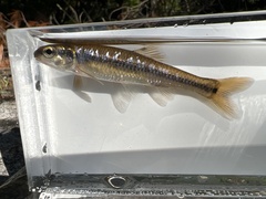 Pimephales notatus