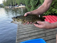 Micropterus dolomieu