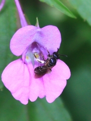 Lasioglossum