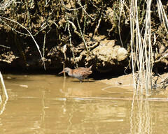 Rallus aquaticus