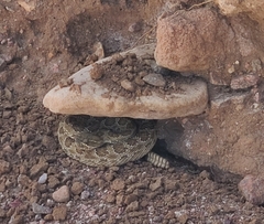 Crotalus atrox