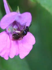 Lasioglossum