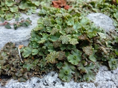 Marchantia polymorpha ruderalis