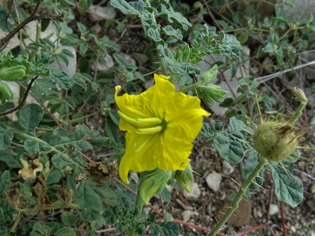 buffalobur from Comal, Texas, United States on August 30, 2022 at 11