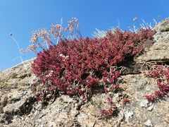 Sedum album