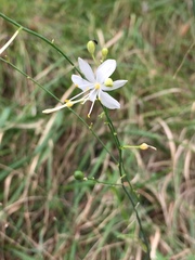Anthericum ramosum
