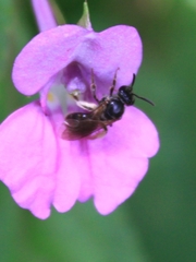 Lasioglossum
