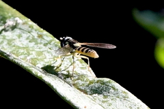 Sphaerophoria sulphuripes