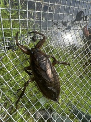 Lethocerus americanus