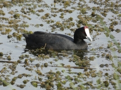 Fulica cristata