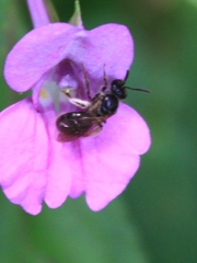Lasioglossum