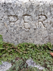 Marchantia polymorpha ruderalis