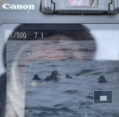 Somateria mollissima