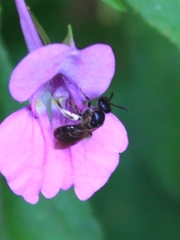 Lasioglossum