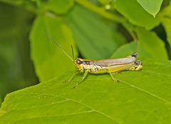 Paroxya clavuligera