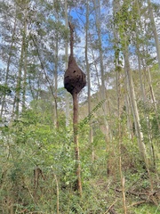 Nasutitermes walkeri