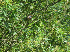 Luscinia svecica