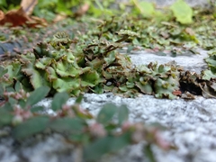 Marchantia polymorpha ruderalis