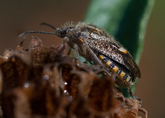 Agonoscelis puberula