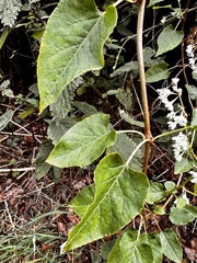 Fallopia
