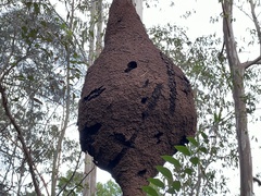 Nasutitermes walkeri