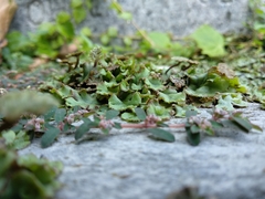 Marchantia polymorpha ruderalis