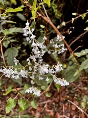 Fallopia