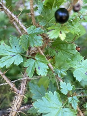 Ribes lacustre
