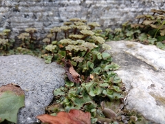 Marchantia polymorpha ruderalis