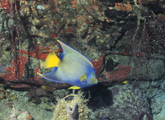 Holacanthus ciliaris