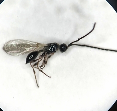 Diapriinae
