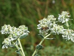 Euphorbia marginata