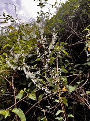 Fallopia