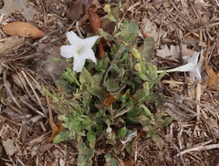 Ruellia metziae