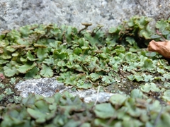 Marchantia polymorpha ruderalis