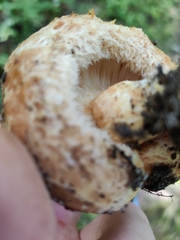 Lactarius repraesentaneus
